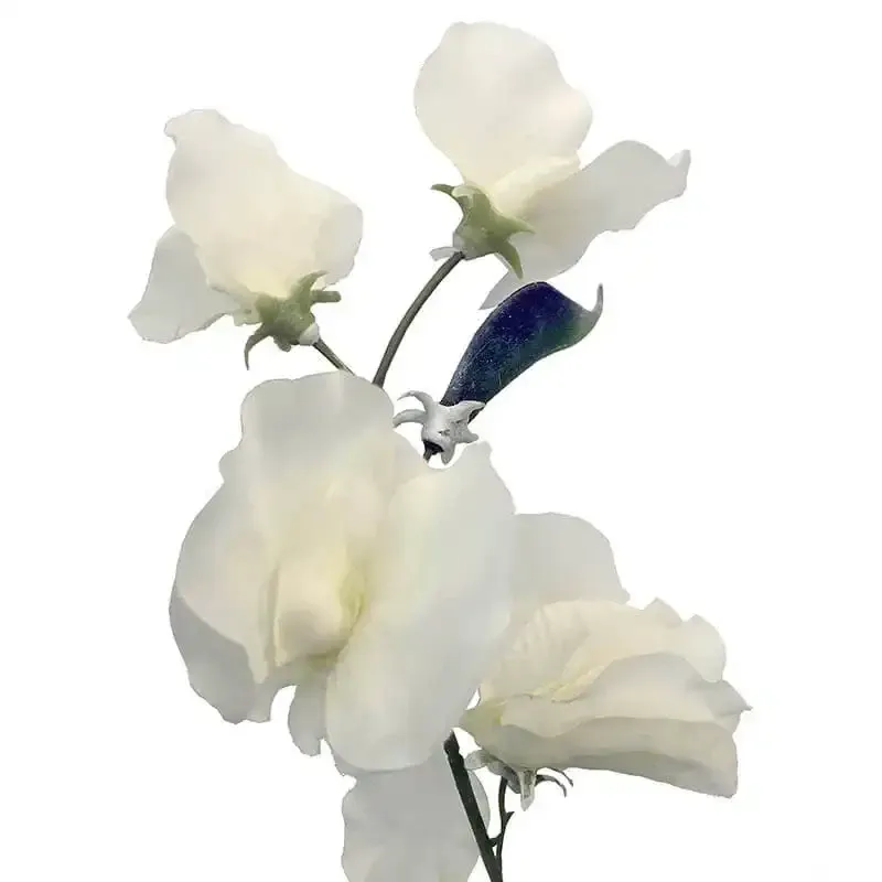 Ærteblomst og mange andre kunstige blomster