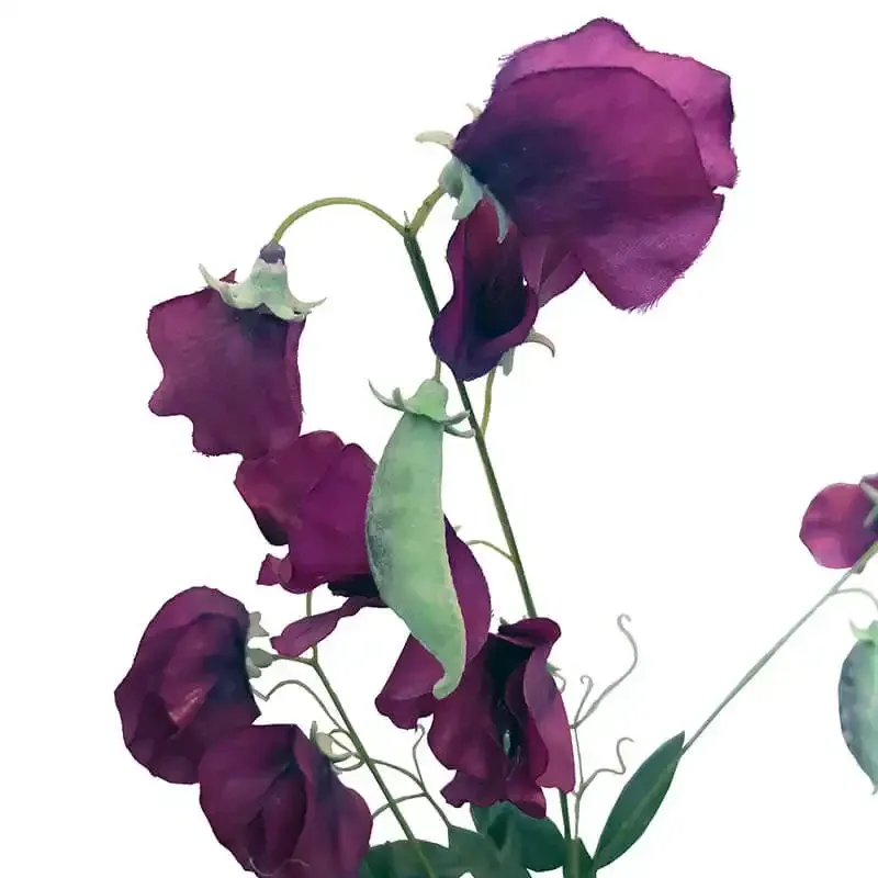 Ærteblomst til udsmykning fra Brøndsholm