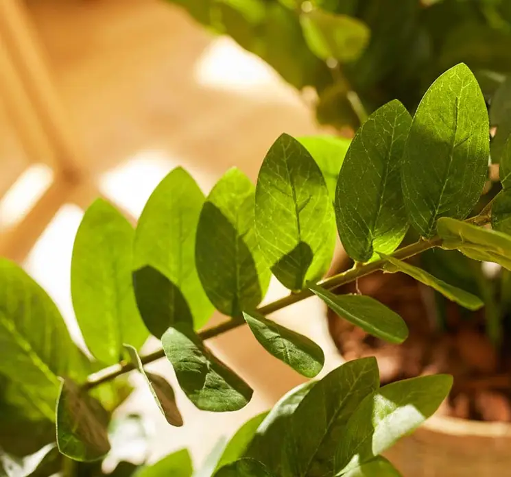 Smaragdblad også kaldet Zamioculcas kunstig plante af plast groen closeup