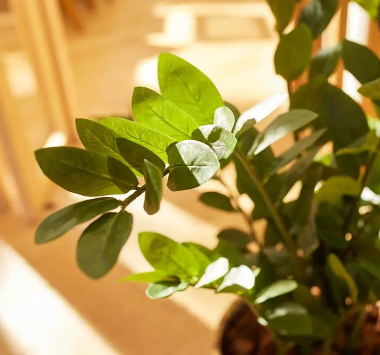 Smaragdblad også kaldet Zamioculcas kunstig plante af plast groen closeup