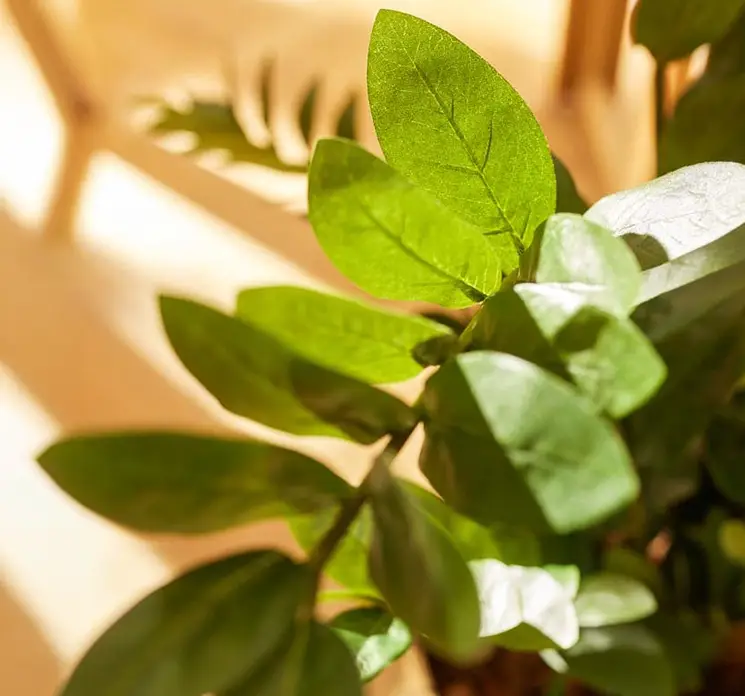 Smaragdblad også kaldet Zamioculcas kunstig plante af plast groen closeup