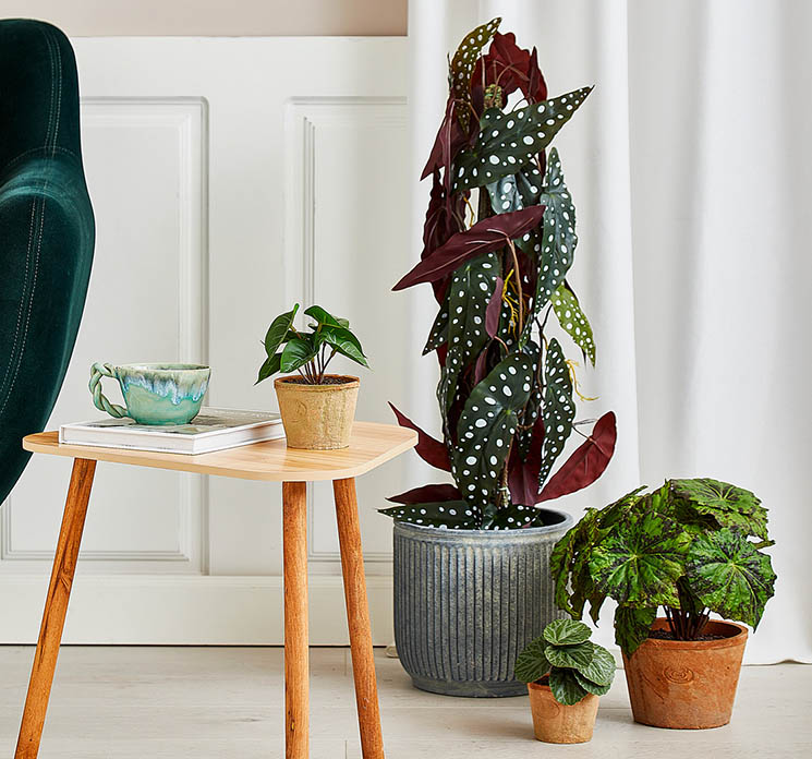 Kunstig begonia maculata opbundet af plast i sort potte i stuemiljø 