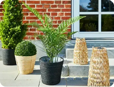 Bregne plante og buksbom bold med uv-beskyttelse vist i terrasse miljø
