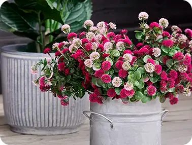 Tusindfryd blomster i rød og lyserød plast uv-beskyttet vist i zink potte i terrasse miljø