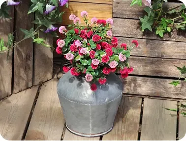 Tusindfryd blomster i rød og lyserød plast uv-beskyttet vist i zink potte i terrasse miljø