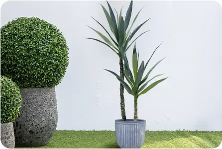 yucca plante i grøn af plast uv-beskyttet sat i en cement krukke i have miljø