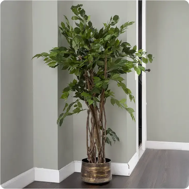 Stuebirk i grøn af plast sat i potte i entre miljø