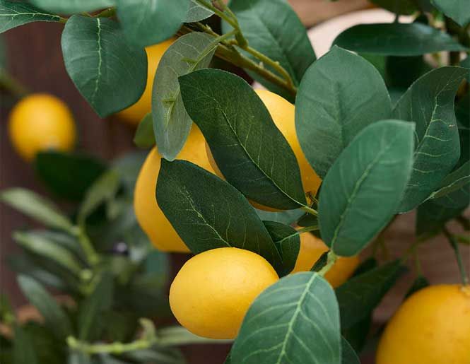 Kunstig citron træ med frugt og grønne blade