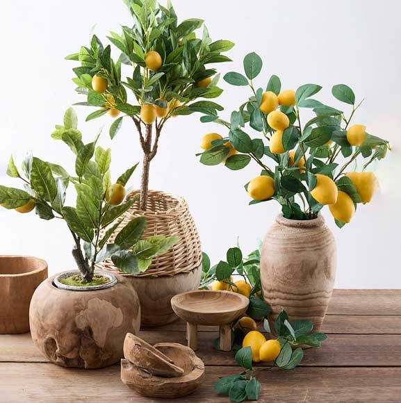 Forskellige citrontræer i trævaser og krukker, med citroner