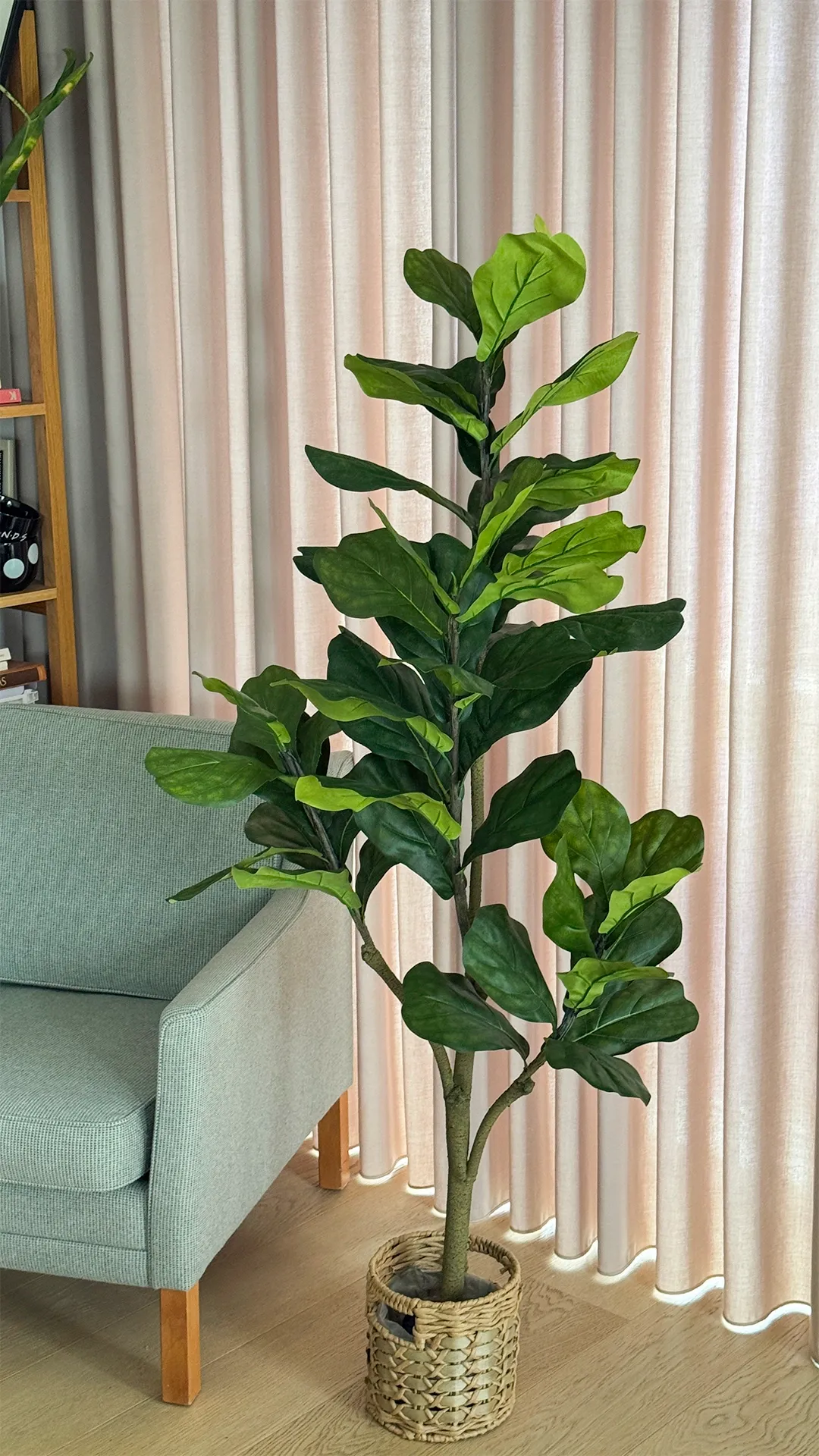 Brøndsholm - Figentræ i potte