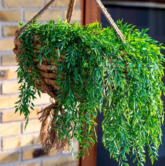 Grøn hængeplante i flettet ophang