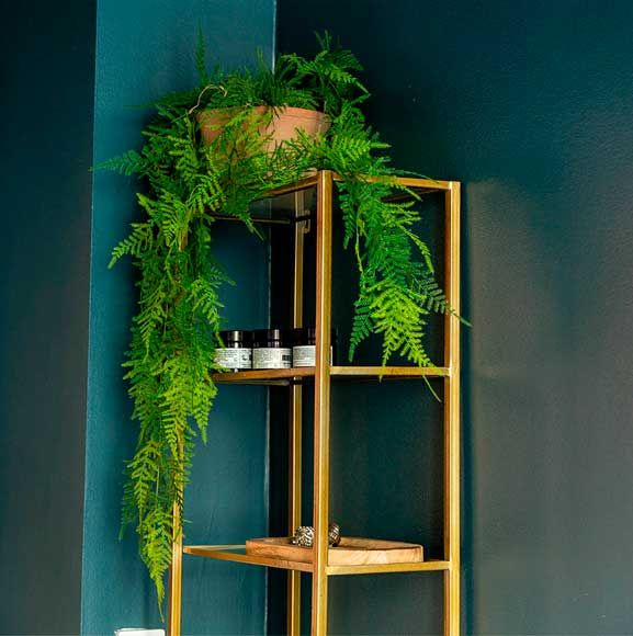 Naturtro grønne plante i badeværelset