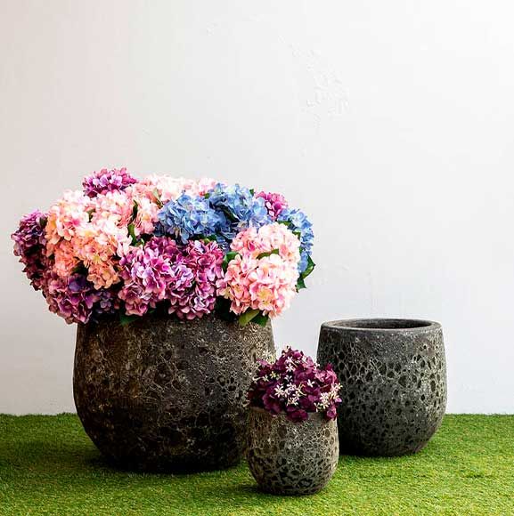 Blå, lilla og lyserøde hortensia i cementkrukker