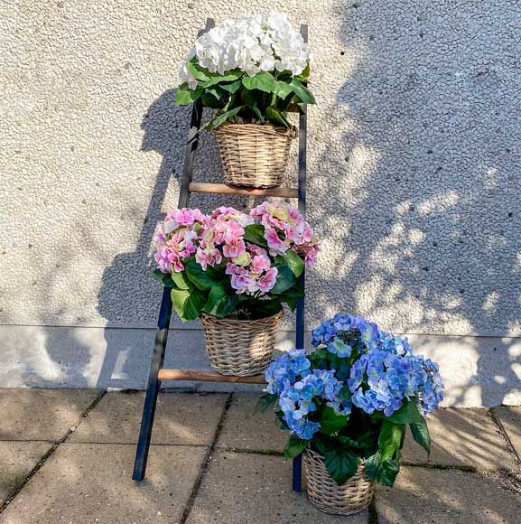 Farverige hortensia planter i haven