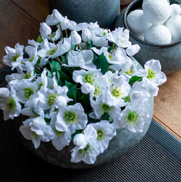 Vinter dekoration med hvide juleroser