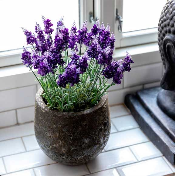 Lilla blomster i krukke, i badeværelset