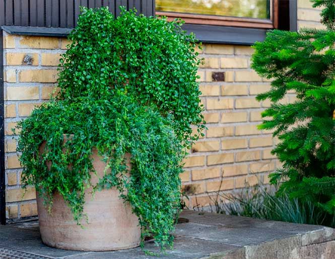 Grønne kunstige planter i store krukker i teracotta