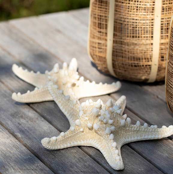 Hvide søstjerner på gulv i solen