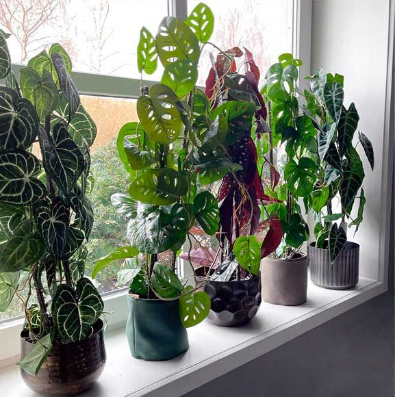 Høje planter på vindueskærmen