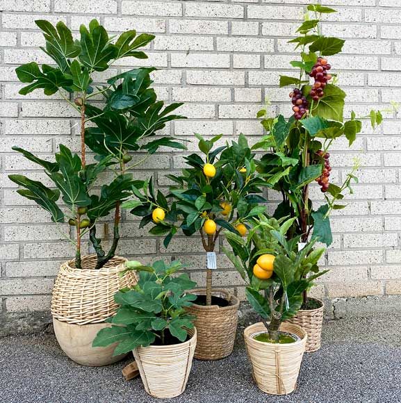 Store planter med frugt i flettede krukker, udenfor