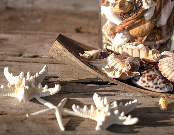 Strandskaller og soestjerner