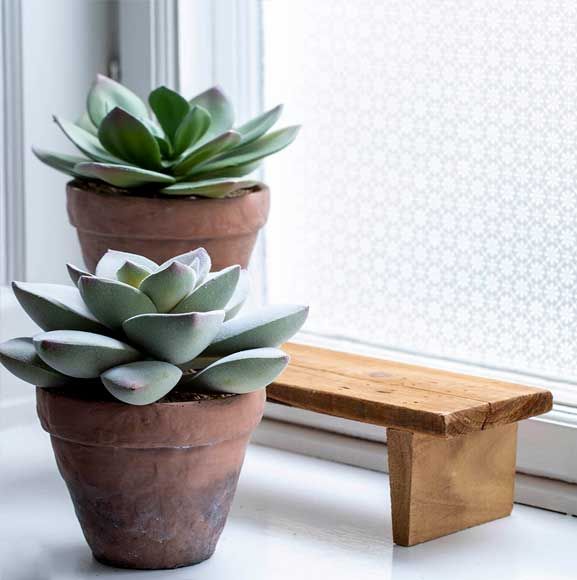 Små sukkulenter i krukker på vindueskærmen