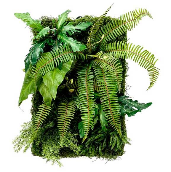 Tropiske planter plade til plantevæg