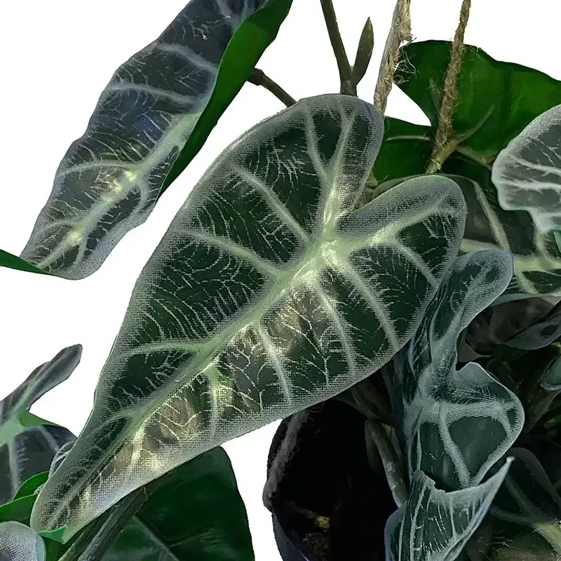 Buy Alocasia hængeplante i potte, 80cm