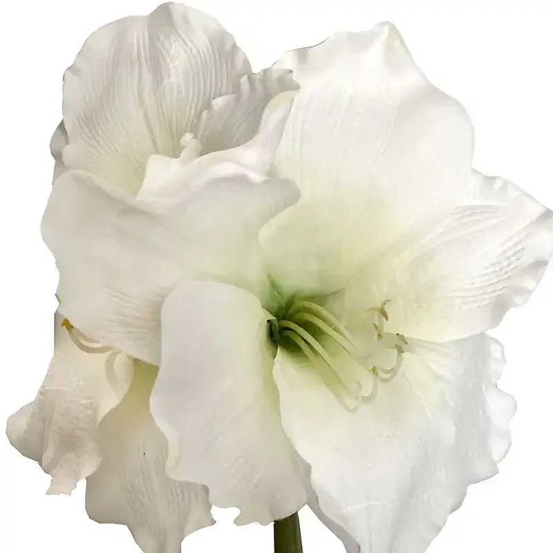 Buy Amaryllis, hvid, 99cm, kunstig blomst