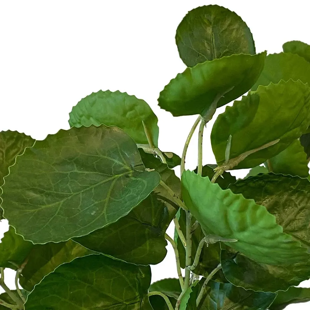 Buy Aralia i krukke, 64cm, Polyscias fabian