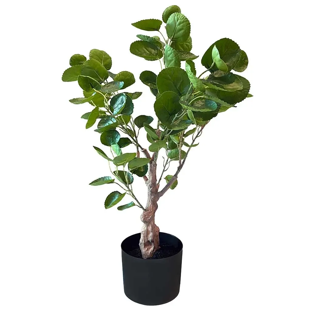 Buy Aralia i krukke, 64cm, Polyscias fabian