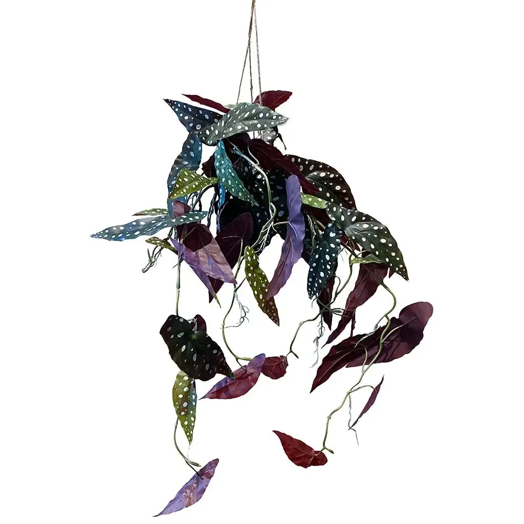 Buy Begonia maculata hængeplante i potte, 80cm