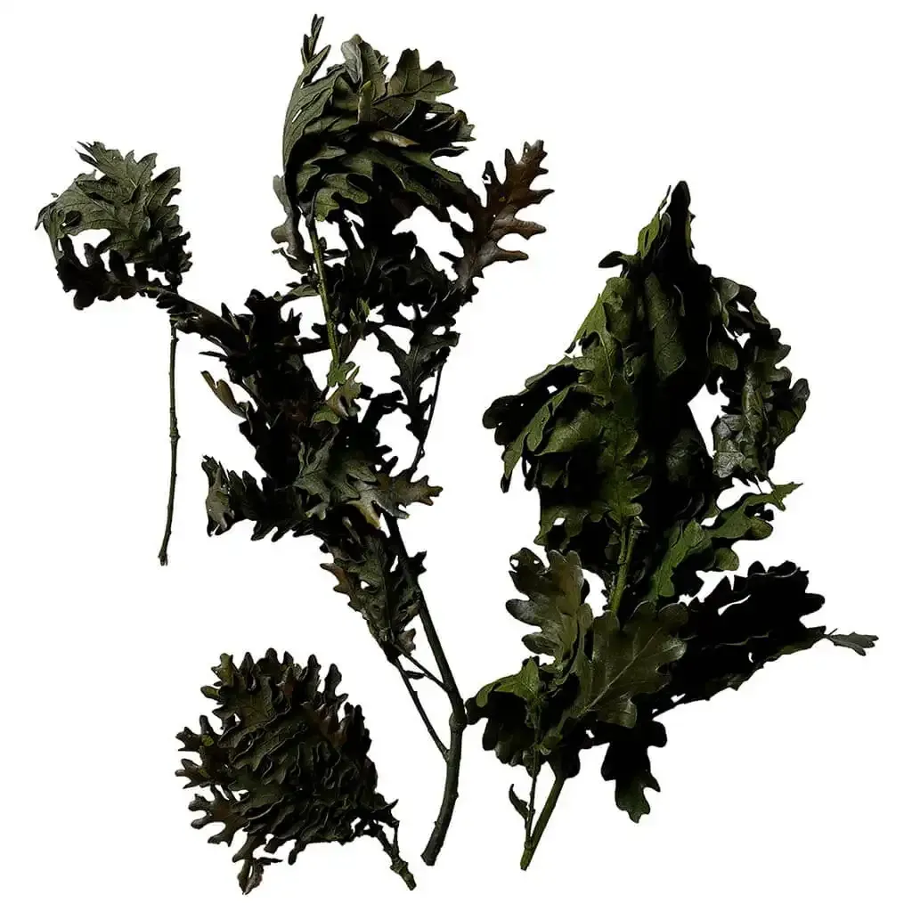 Buy Blade, ægte egetræsblade, grøn, 200g