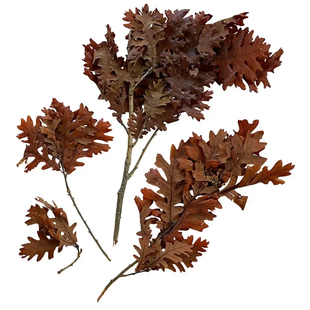 Buy Blade, ægte egetræsblade, orange, 200g