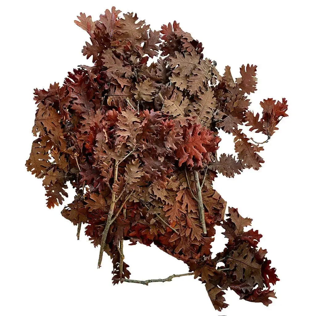 Buy Blade, ægte egetræsblade, orange, 200g