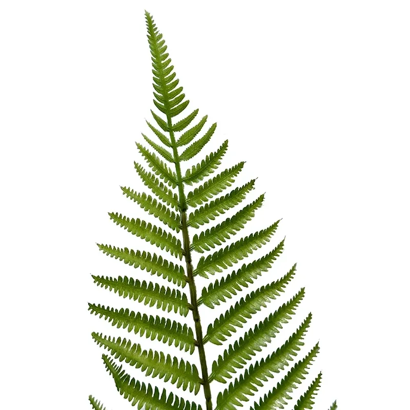 Buy Bregne, 83cm., kunstig plante