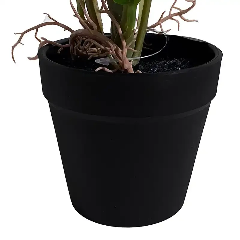 Buy Caladium plante, lyserød og grønneblade