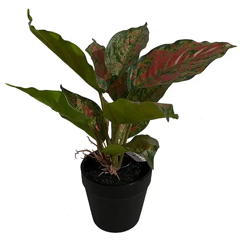 Buy Caladium plante, lyserød og grønneblade