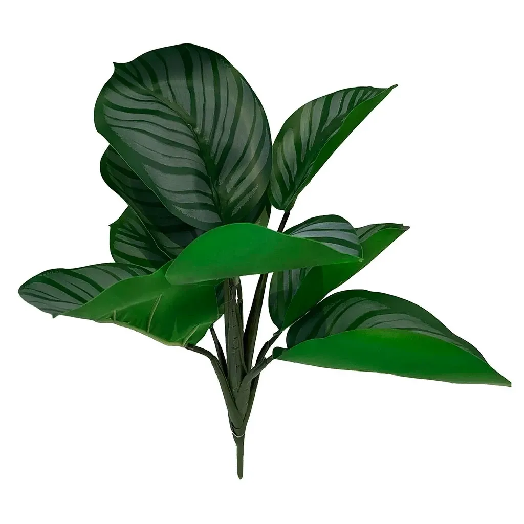 Buy Calathea stilke i bundt, 8 stk, grøn, 30cm