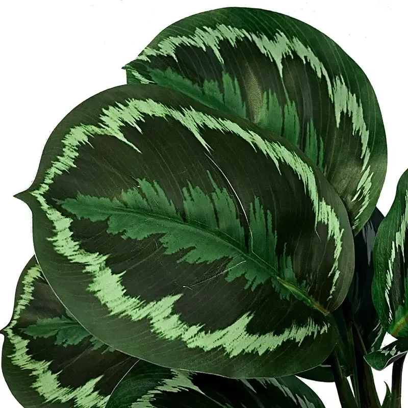 Buy Calathea stilke i bundt, 8 stk, grøn/hvid