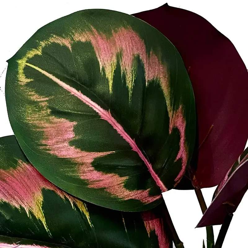 Buy Calathea stilke i bundt, 8 stk, grøn/pink