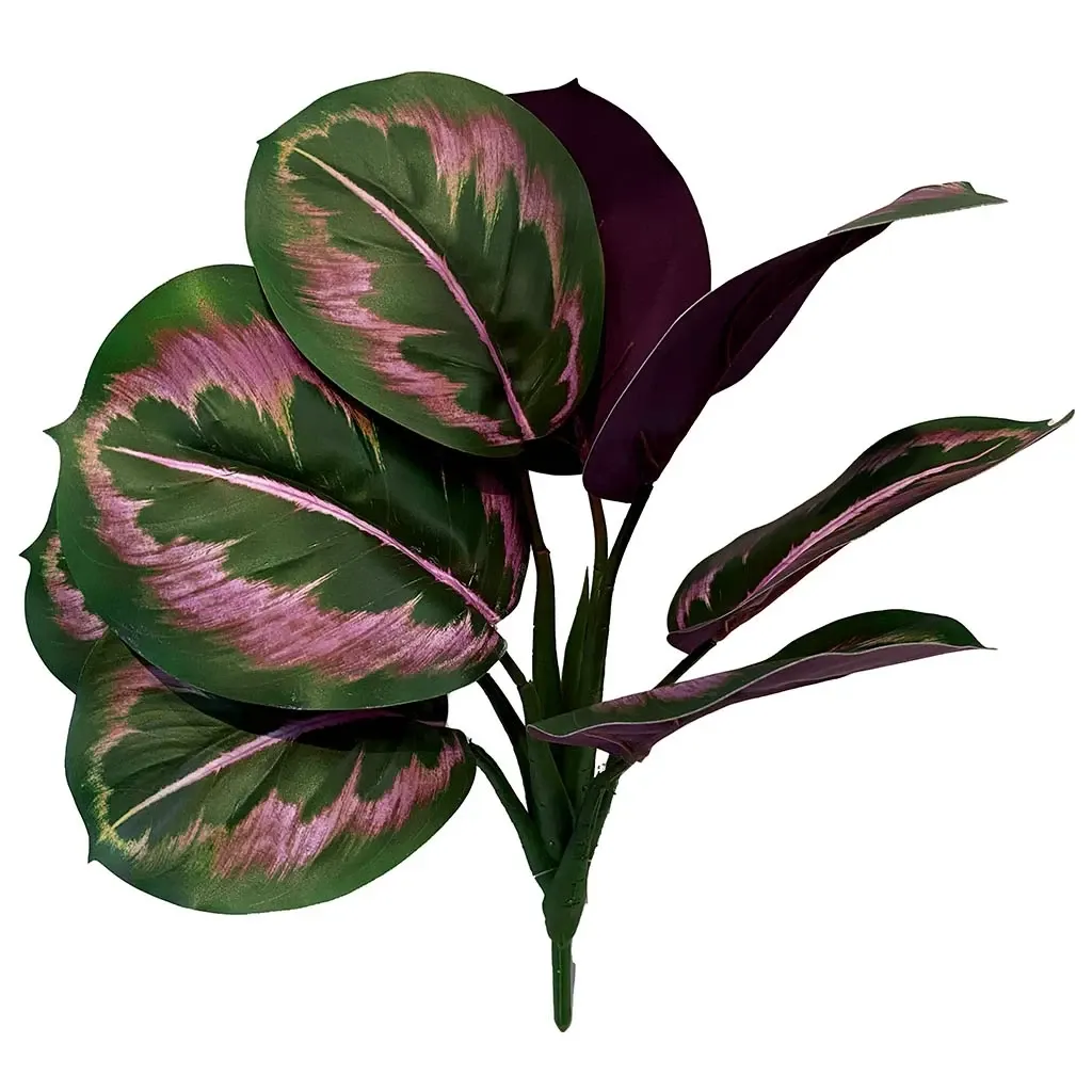 Buy Calathea stilke i bundt, 8 stk, grøn/pink