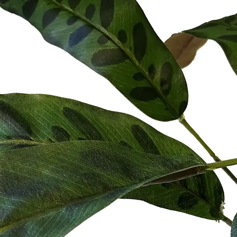 Buy Calathea stilke, 11stk, grøn, 70cm, kunstig