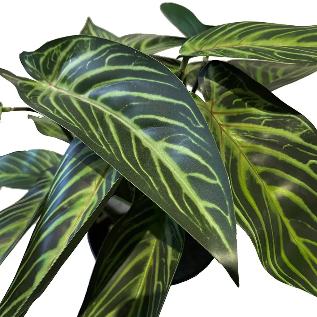 Buy Calathea zebrina plante i potte, 38cm