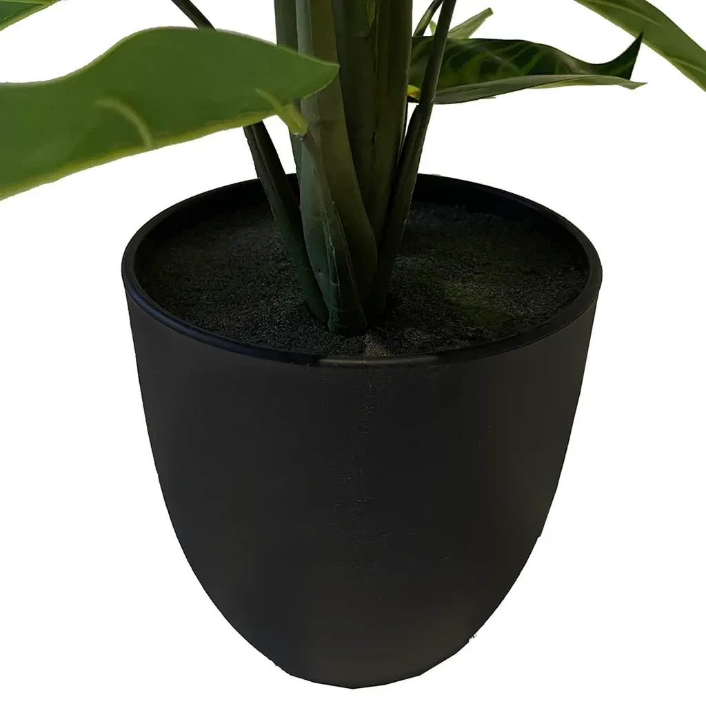 Buy Calathea zebrina plante i potte, 38cm