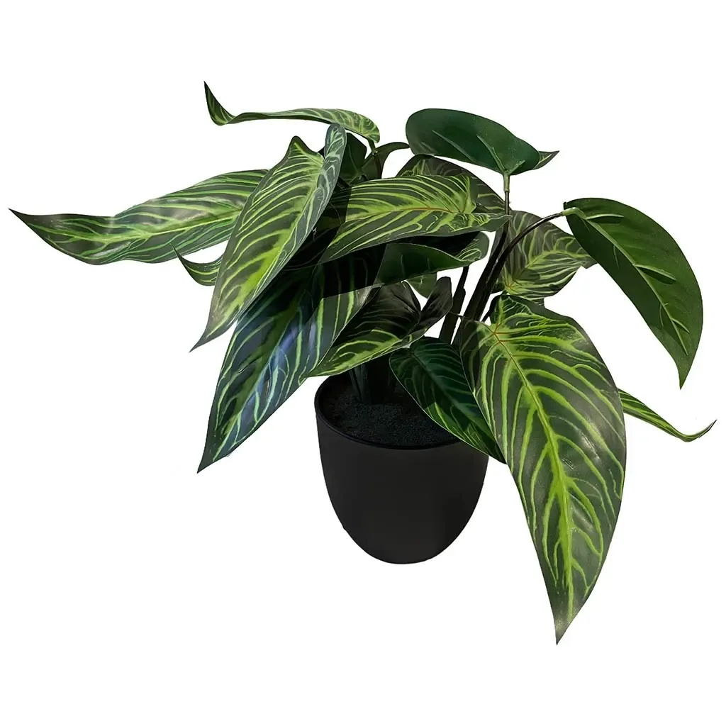 Buy Calathea zebrina plante i potte, 38cm