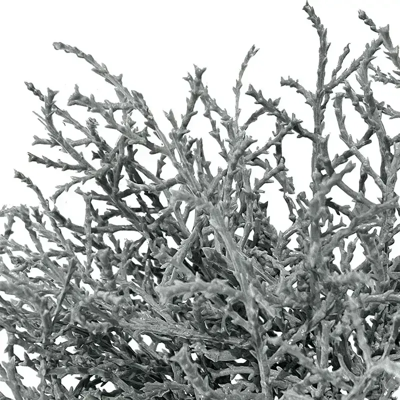 Buy Cypresurt buket (Santolina), 25cm, grå