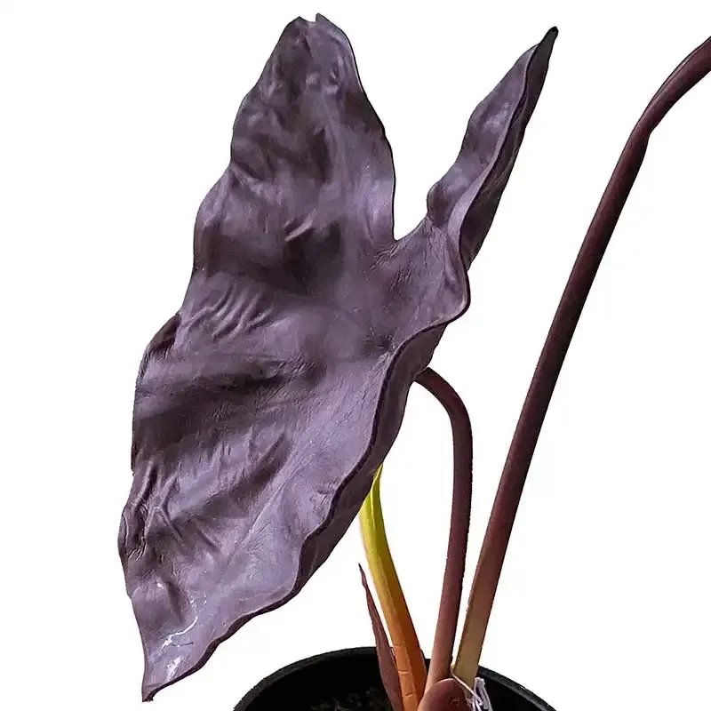 Buy Elefantøre/ Alocasia, 40cm. UV, lilla