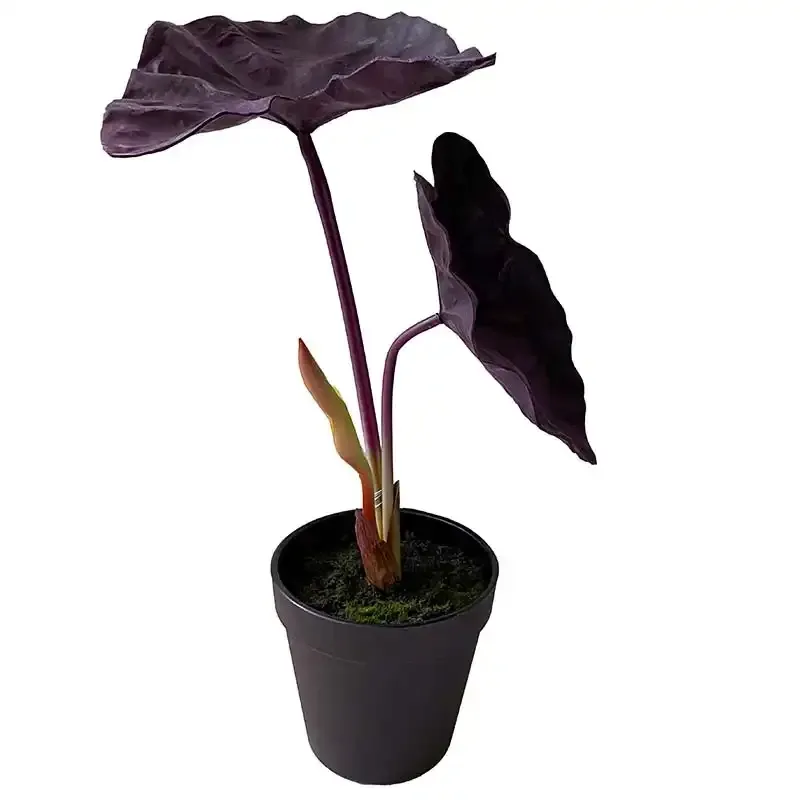 Buy Elefantøre/ Alocasia, 40cm. UV, lilla