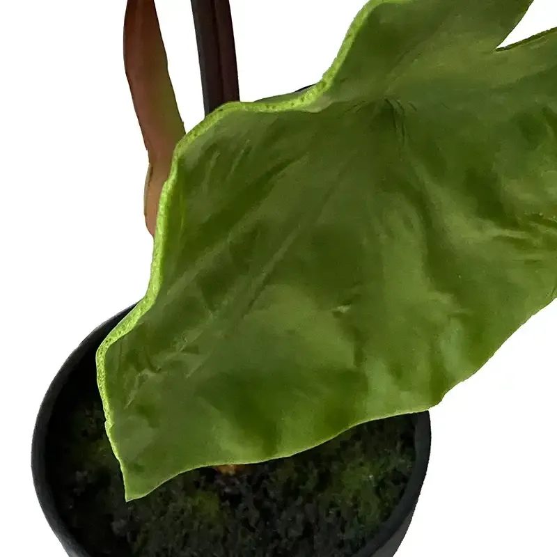 Buy Elefantøre/Alocasia i potte, 40cm. UV